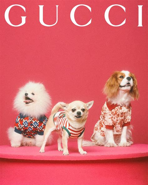 gucci pet turquoise|gucci pet collection.